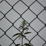 verwaarloosde bloem achter tralies