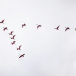 flight of red birds
