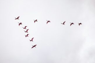 flight of red birds